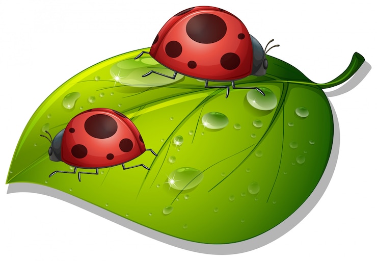 Vector Gratis two ladybugs on green leaf on white 