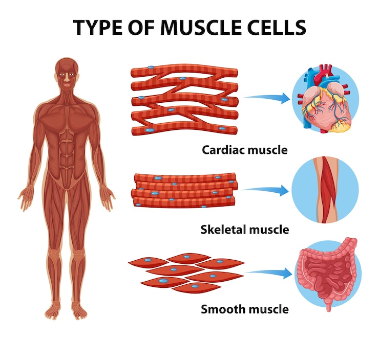 Vector Gratis type of muscle cells for health education infographic