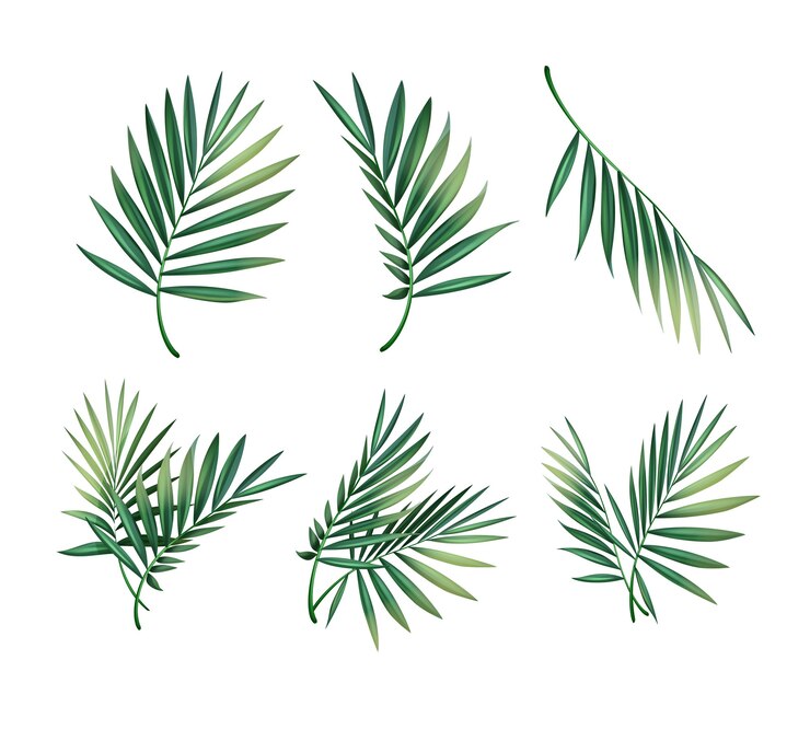 Vector Gratis vector set of different green tropical palm leaves isolated on white background