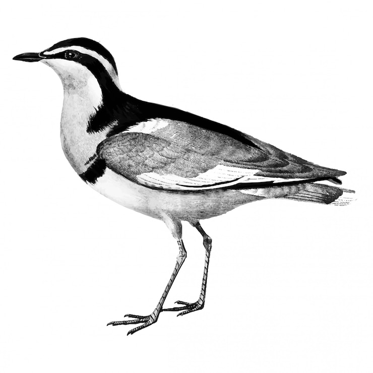 Vector Gratis vintage illustrations of bird