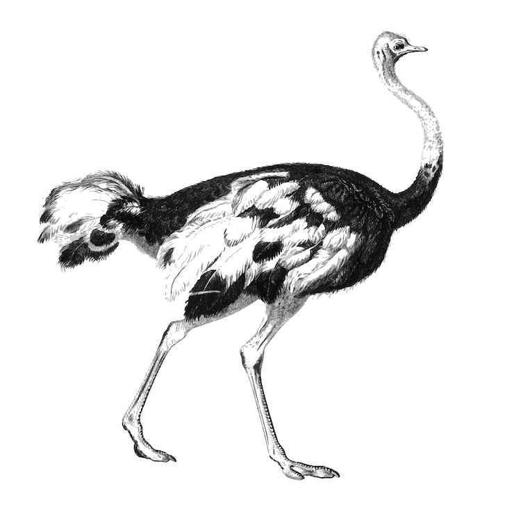 Vector Gratis vintage illustrations of ostrich