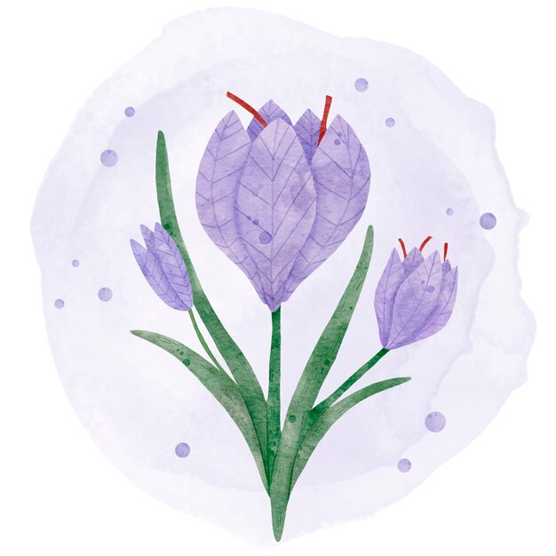 watercolor saffron flower illustration