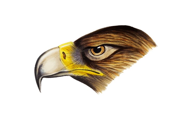 Vector Gratis wedge-tailed eagle illustration