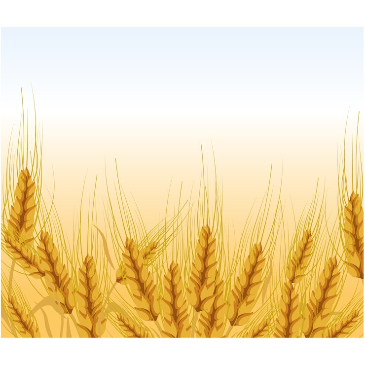 Vector Gratis wheat background design