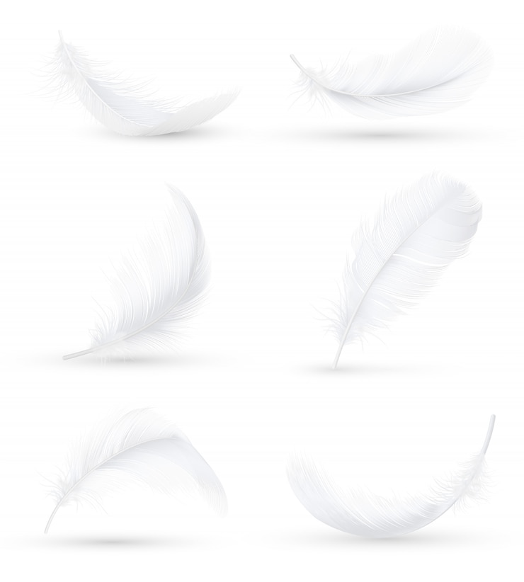 Vector Gratis white feathers realistic set