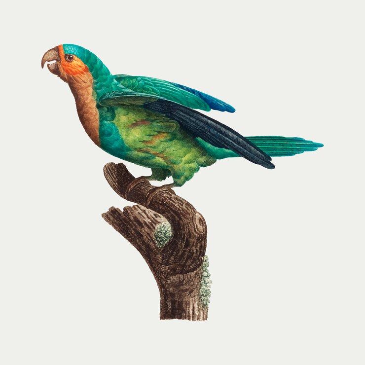 Vector Gratis yellow-crowned parakeet