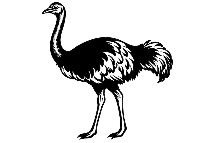 Vector a black and white ostrich silhouette vector illustration on white background