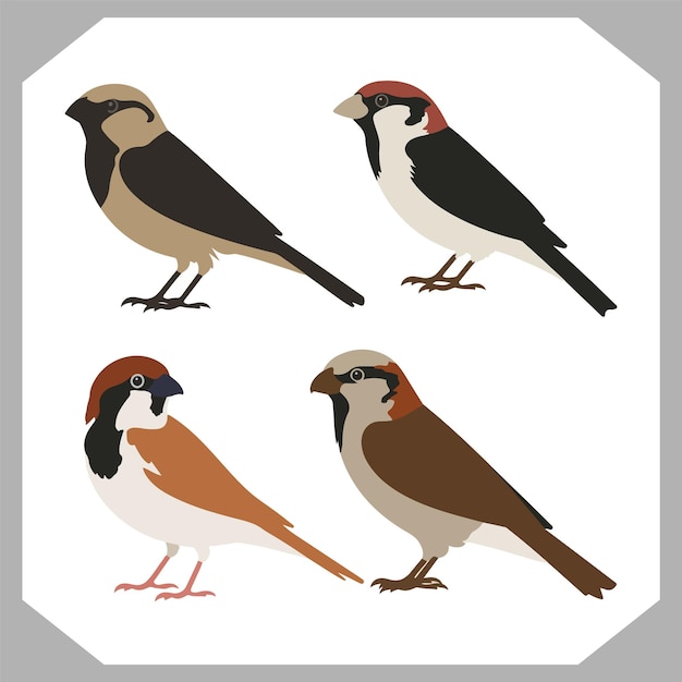 a collection of birds including one with a red head and the other with a white background