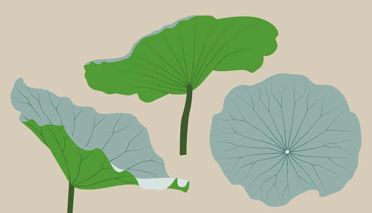 A collection of illustrations of various Lotus leaf