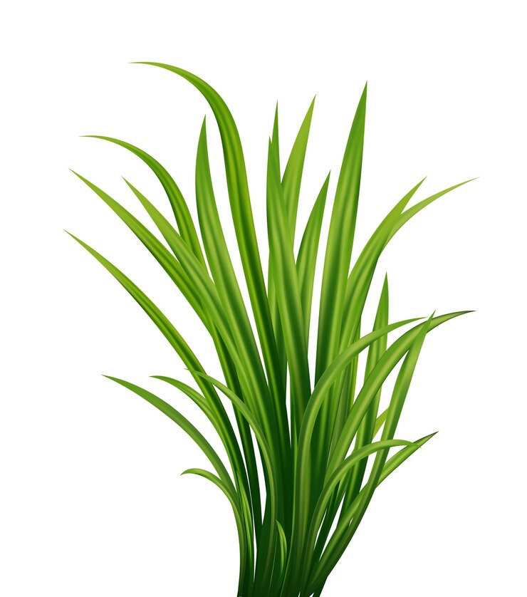 A green grass on a white background