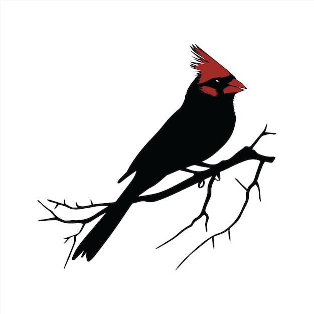 a red bird on a branch with a white background