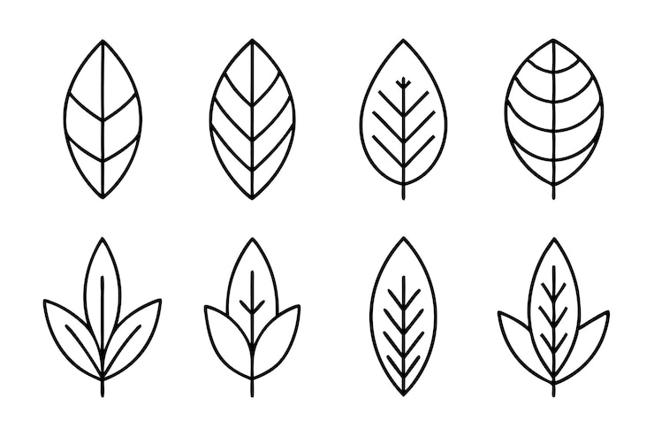 a set of black and white illustrations of leaves and leaves
