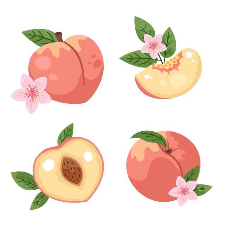 Vector a set of hand drawn peaches