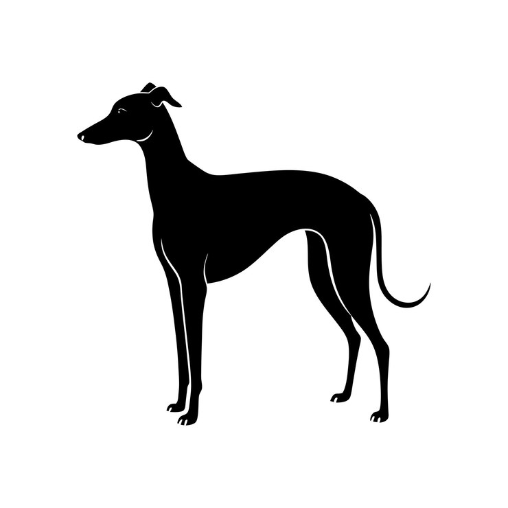 Vector a whippet dog is standing in a black and white picture