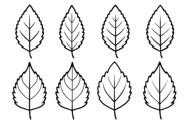Alder Leaf line art capturing natural elegance with minimalist strokes