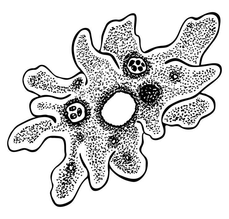 Vector amoeba protozoa microorganism vector contour hand drawn illustration isolated on white