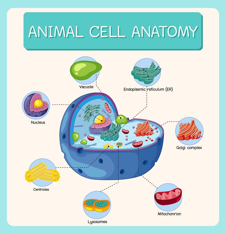 Vector anatomi sel hewan (diagram biologi)