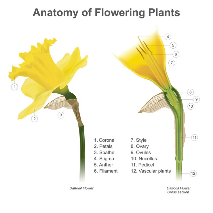 Vector anatomy of flowering plants cross section anatomy of flowering plants