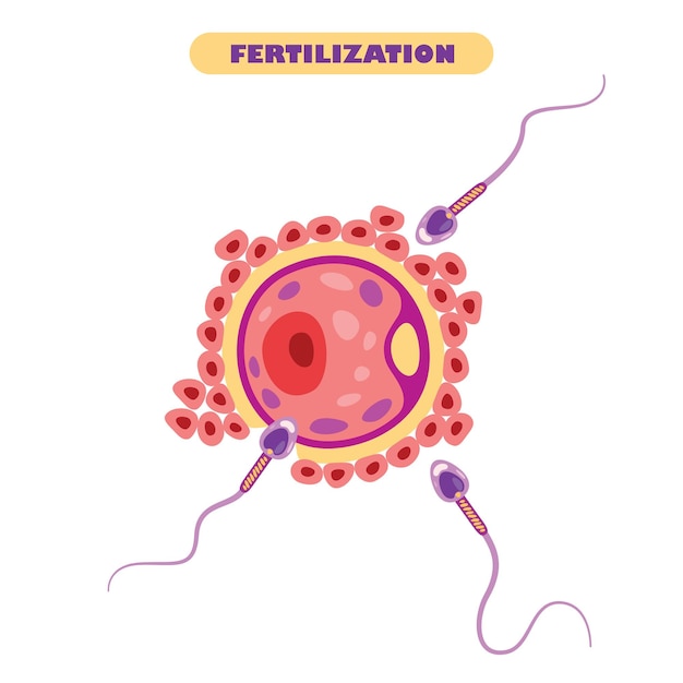 Anatomy Of Human Fertilization System