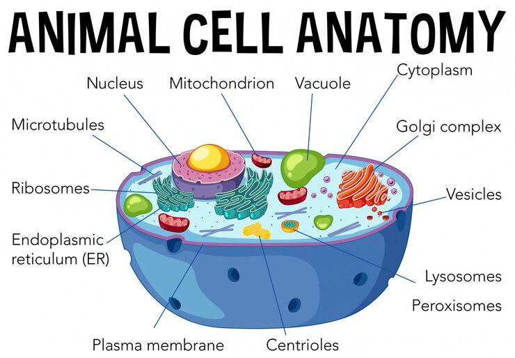 Vector animal cell anatomy diagram
