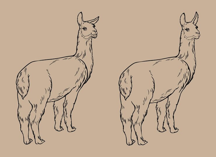 Vector animal llama black and white vector drawing. for coloring books and illustration. isolated vector