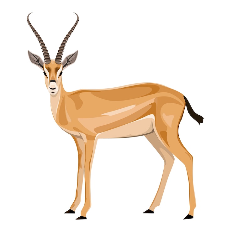 Vector antelope on a white background