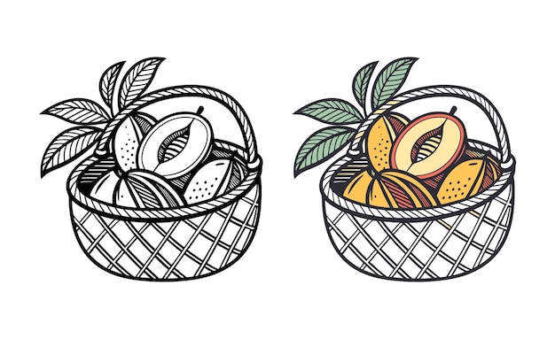 Apricots in a basket - vintage illustration