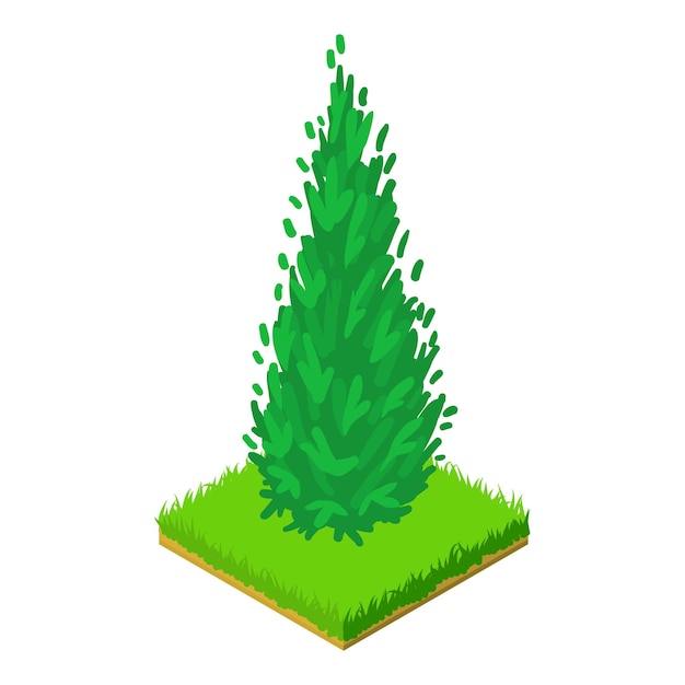 Arborvitae icon Isometric illustration of arborvitae vector icon for web