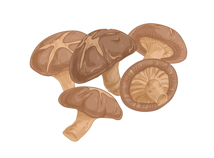 Vector asian shiitake mushroom or fungi. raw forest edible fungus composition. natural organic vegetarian food. colored hand-drawn vector illustration of lentinula edodes isolated on white background.