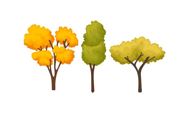 Autumn Trees with Trunk and Bright Foliage Vector Set