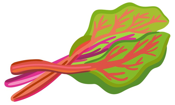 Vector batang ungu rhubarb dengan daun hijau ilustrasi vektor terisolasi sayuran kebun