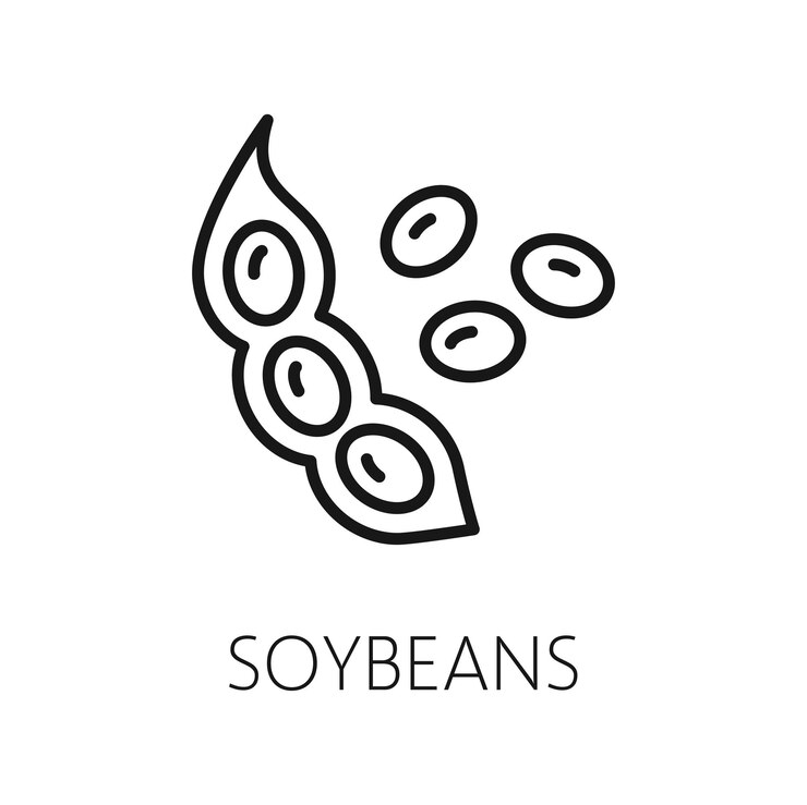 Vector bean legume vegetarian food isolated outline icon