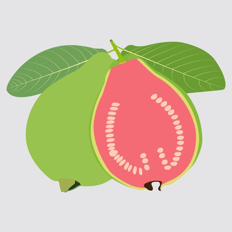 Vector beautiful greenish fruits vector artwork