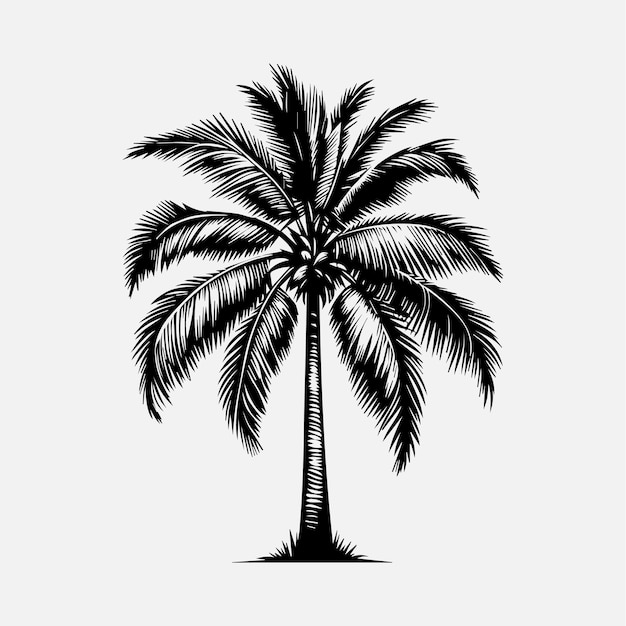 Beautiful tall coconut palm tree vector Highly Detailed Palm Tree