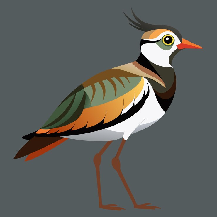 Vector beautiful vector lapwing bird