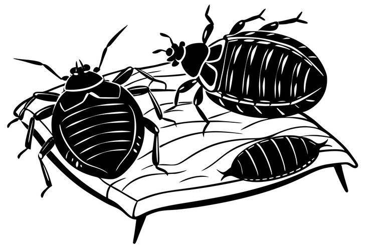 Vector bed bugs infestation a black and white line art illustration