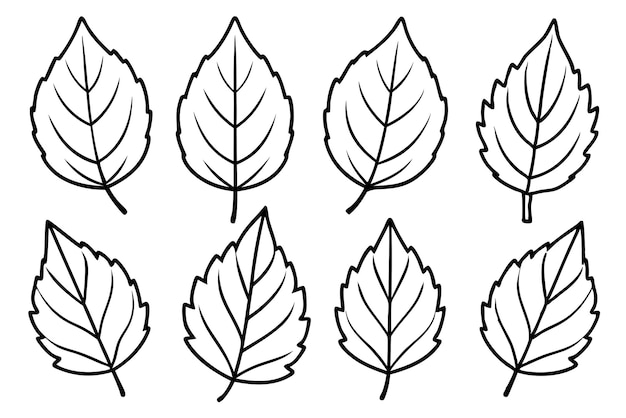 Beech Leaf line art highlighting charm of beech foliage with lines