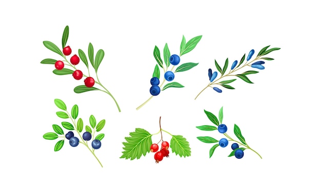 Berry Branches with Leaves Isolated on White Background Vector Set