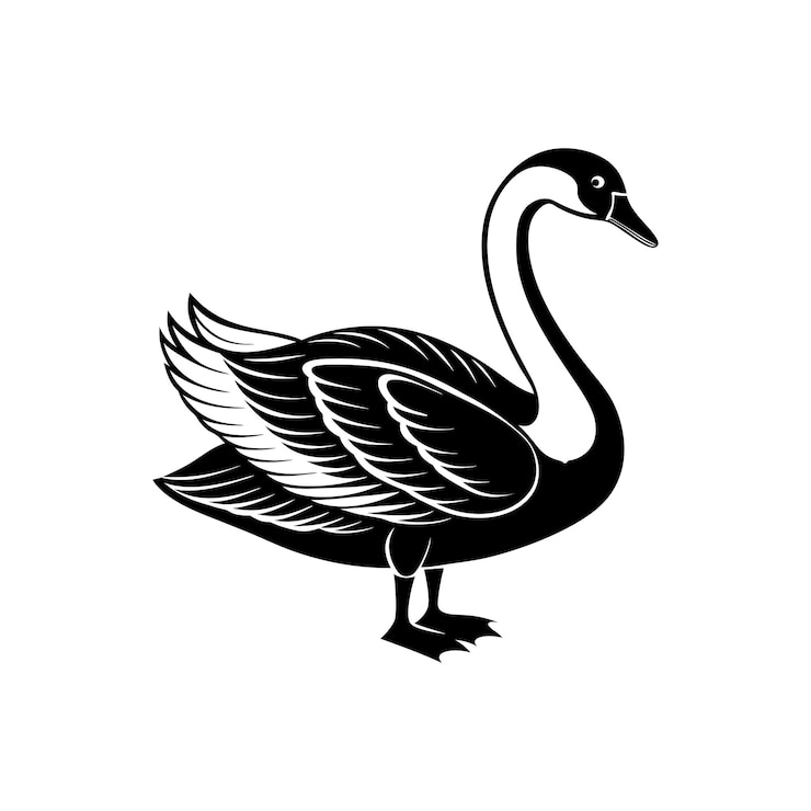Vector berwick swan silhouette vector illustrator isolated on white background