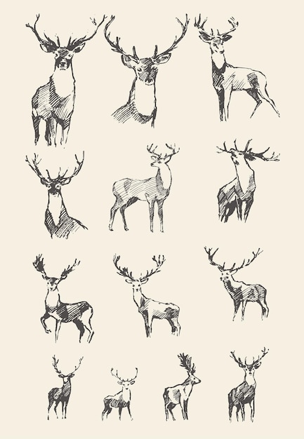 Big collection of a hand drawn noble deers, vector illustration, sketch