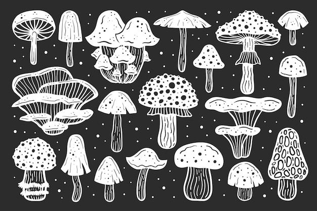 big set of forest mushrooms.