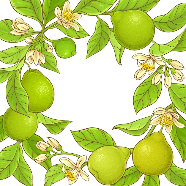 Bingkai vektor Bergamot