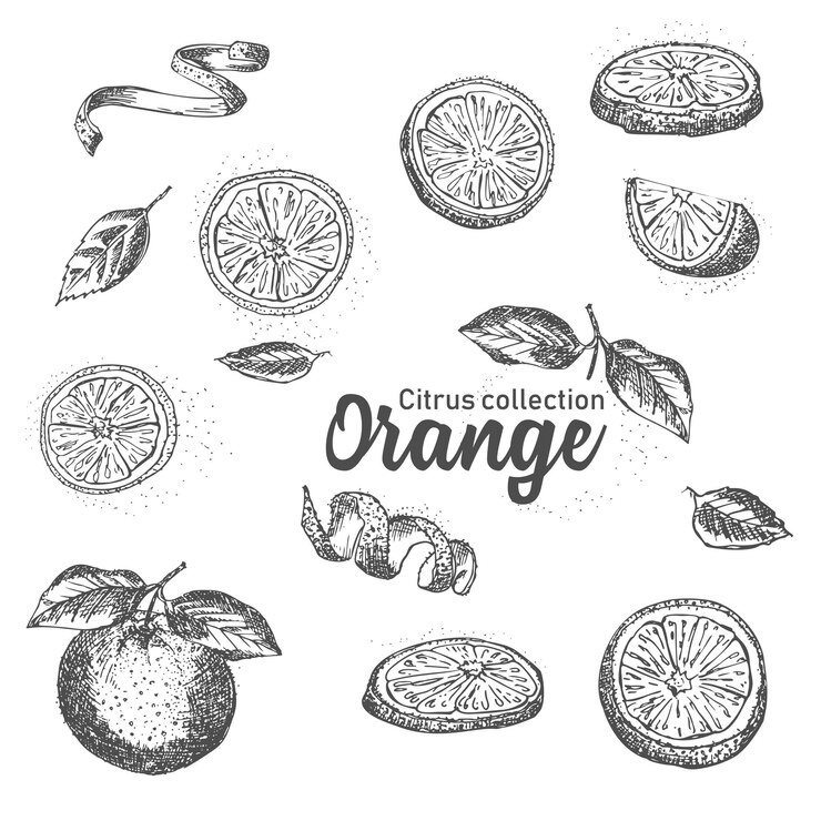 Vector black and white set of hand drawn tropical citrus fruit orange ink sketch style good idea for templates menu recipes greeting cards