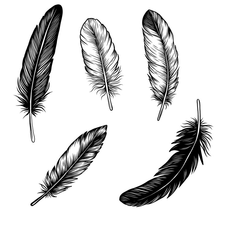 Black feather collection Hand drawn elegant quill feathers Monochrome ink sketch bird plume set