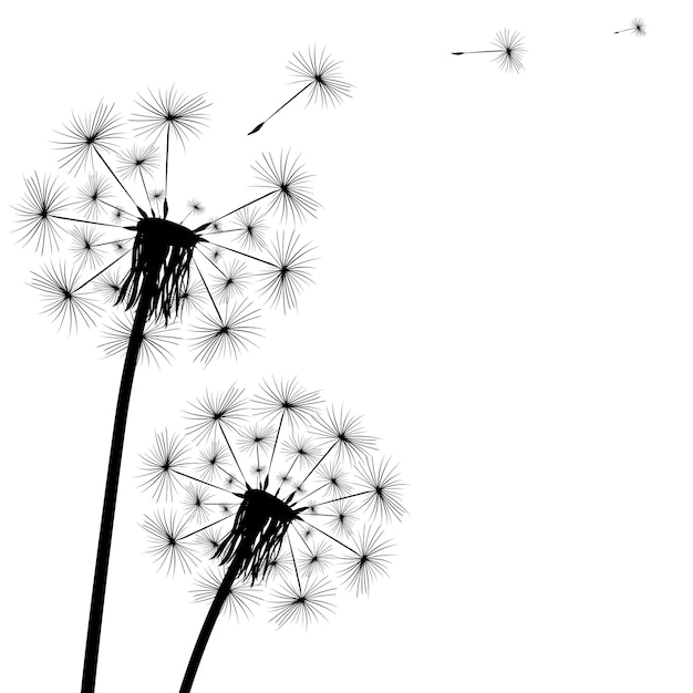 Black silhouette of a dandelion on a white background