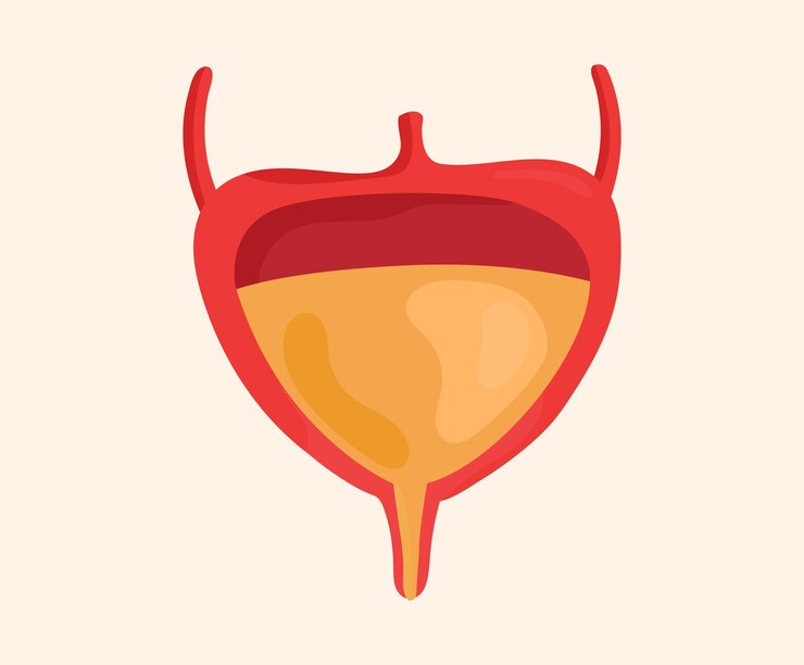 Vector bladder illustration set human body vector drawing hand drawn style