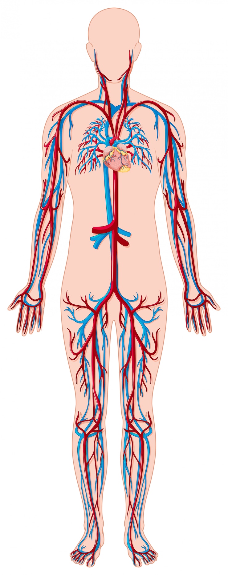 Vector blood vessels in human body