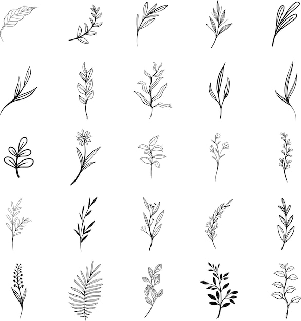Botanical Line Art