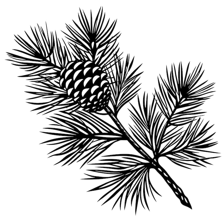 Vector branch of pine tree on a white background vector illustration
