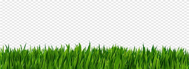 Bright green realistic grass border isolated on transparent.